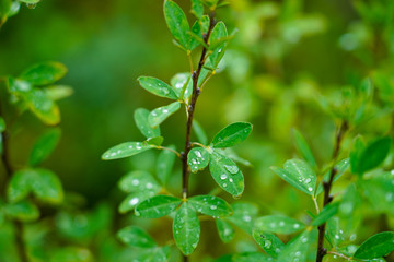 Raindrops on green leaves of a flowering tree