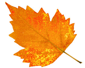 autumn leaf isolated on white background