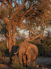 Fototapeta premium Savanna, or African elephant, Loxodonta africana, feeding on tree branches in sunset light.