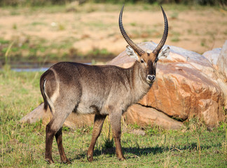Naklejka na ściany i meble Common waterbuck, Kobus ellipsiprymnus, standing in grass near rocks.