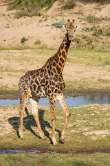 Giraffe, Giraffa camelopardalis, walking near small streams.