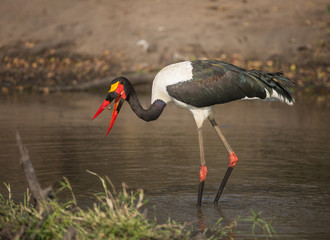 Saddle-billed stork (Ephippiorhynchus senegalensis), eating and standing in a shallow pond.