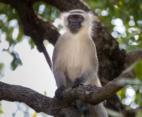 Vervet monkey, Chlorocebus pygerythrus, sitting on a branch.