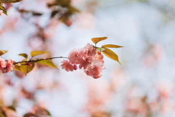 Branches of cherry blossoms. Beautiful Sakura in the garden