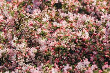 Branches of cherry blossoms. Beautiful Sakura in the garden
