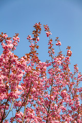 Branches of a flowering Apple tree. Blooming Apple tree in the white garden