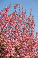 Branches of a flowering Apple tree. Blooming Apple tree in the white garden