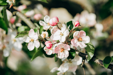 Apple blossoms in spring. Beautiful Apple blossoms.