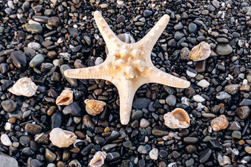 Fototapeta na wymiar Starfish and shells lie on the rocks