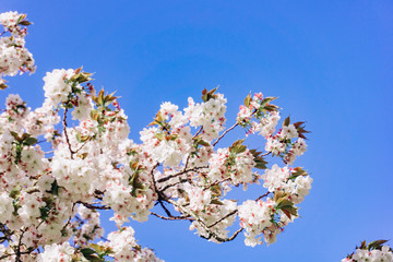 apple blossoms in spring on the sky background. Beautiful Apple blossoms.
