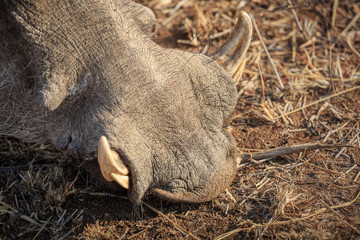 Nose and tusks of common warthog, Phacochoerus africanus, resting on the ground.