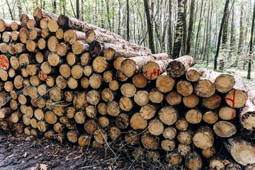 Freshly cut logs in a Pine forest, stacked