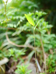植物