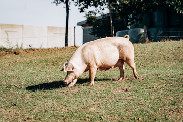 Pigs graze on the farm. Pigs and farm.