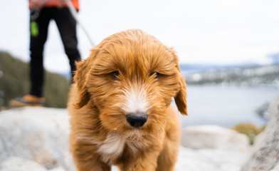 Mountain Puppy