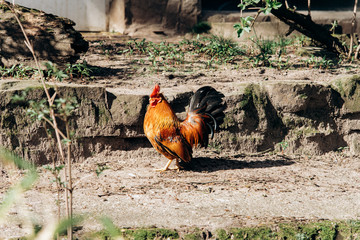 Beautiful portrait of a rooster. A rooster walks on the ground.