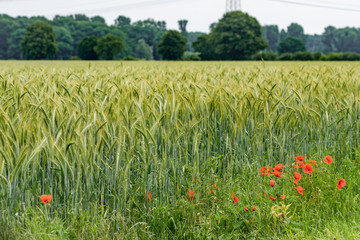 poppies on a background of field of barley