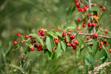 Ripe berries cherries and not until the end of dospevshie berries on the branch. Close-up view of the berries.