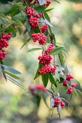 Common red elderberry, red-berried elder berries on the branch in the garden. Red elder on the branches in the garden. Red elder on the branches close up