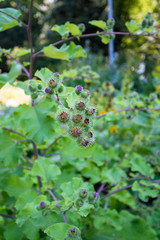 Flowering Great Burdock. Arctium lappa