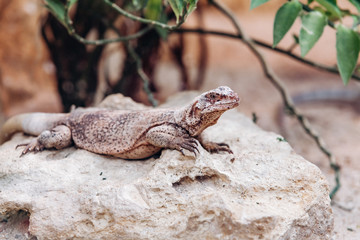 Lizard in the desert basking in the sun