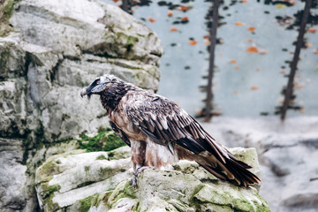 Vulture bearded sitting in the steppe on the rocks