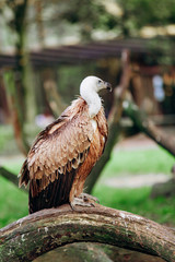 A vulture sits on a branch. Scavenger vulture sits on a branch. The vulture is ready to hunt.