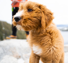 Mountain Puppy