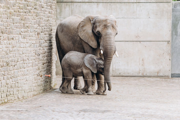Naklejka premium Baby elephant near big mother in zoo