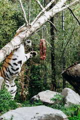 Tiger eating a piece of meat