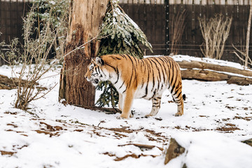 Tiger walks on snow-covered ground