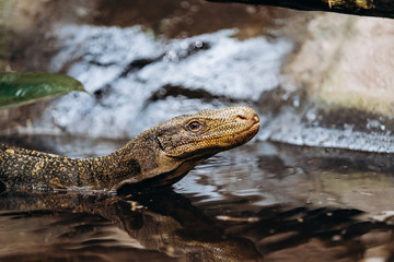 Fototapeta premium Papuan monitor Lizard climbs out of the water in the national reserve
