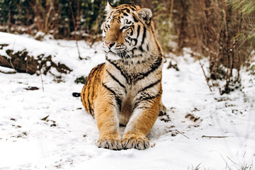 Fototapeta na wymiar Tiger lying on the snow covered ground