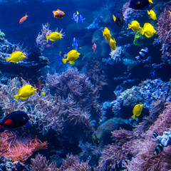 beautiful underwater world with  tropical fish