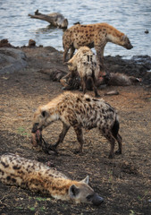 Spotted hyenas, Crocuta crocuta, feeding on the carcass of a common waterbuck, Kobus ellipsiprymnus.