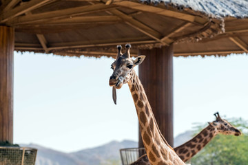 Beautiful wild animal tall Giraffe in Al Ain Zoo Safari Park, United Arab Emirates