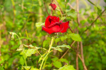 The red rose