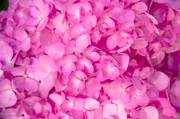 The pink flowers