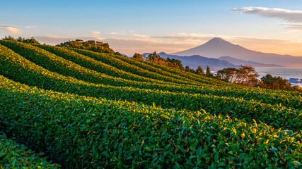 Sunrise over Mt. Fuji / Fuji Mountain and fresh green tea field at Nihondaira, Shizuoka, Japan