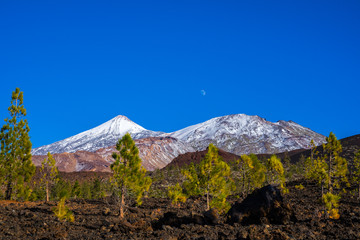 Spain, Tenerife, Rising moon behind green fir trees of chinyero forest nature landscape and black lava and white snow covered volcano teide summit in winter - Powered by Adobe