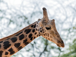 Beautiful wild animal tall Giraffe in Al Ain Zoo Safari Park, United Arab Emirates