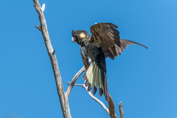Yellow-tailed black Cockatoo (Calyptorhynchus funereus) landing on a branch