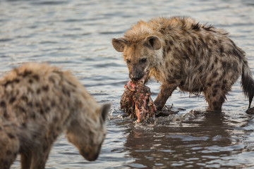 A spotted hyena, carrying common waterbuck, Kobus ellipsiprymnus, meat and washing it in a pond.