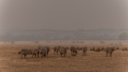 Fototapeta na wymiar A herd of sheep shrouded in smoke from recent bushfires in rural Victoria