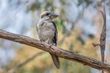 An young laughing kookaburra (Dacelo novaeguineae) perched on a tree in the Strathbogie Ranges, Victoria, Australia.