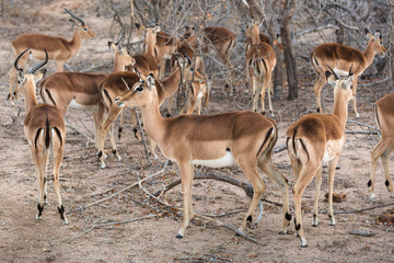 A herd of impala, Aepyceros melampus.