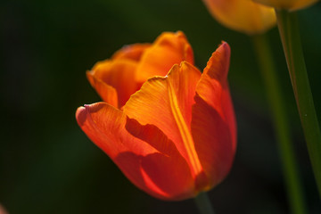 details of a blooming red tulip