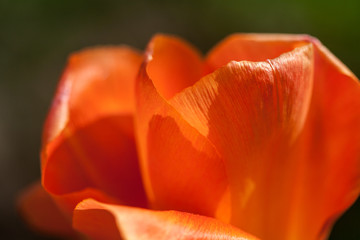 details of a blooming red tulip