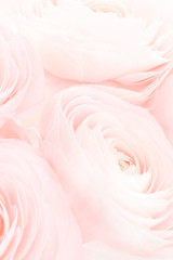 Soft pink feminine peony, rose or buttercup flowers with delicate layered petals close up. Natural...