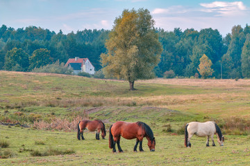 jesienny poranek na Mazurach © Janusz Lipiński
